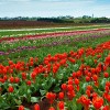 Tulip Fields - Tasmania